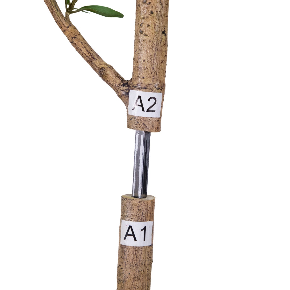 Faux 8' Quince Tree