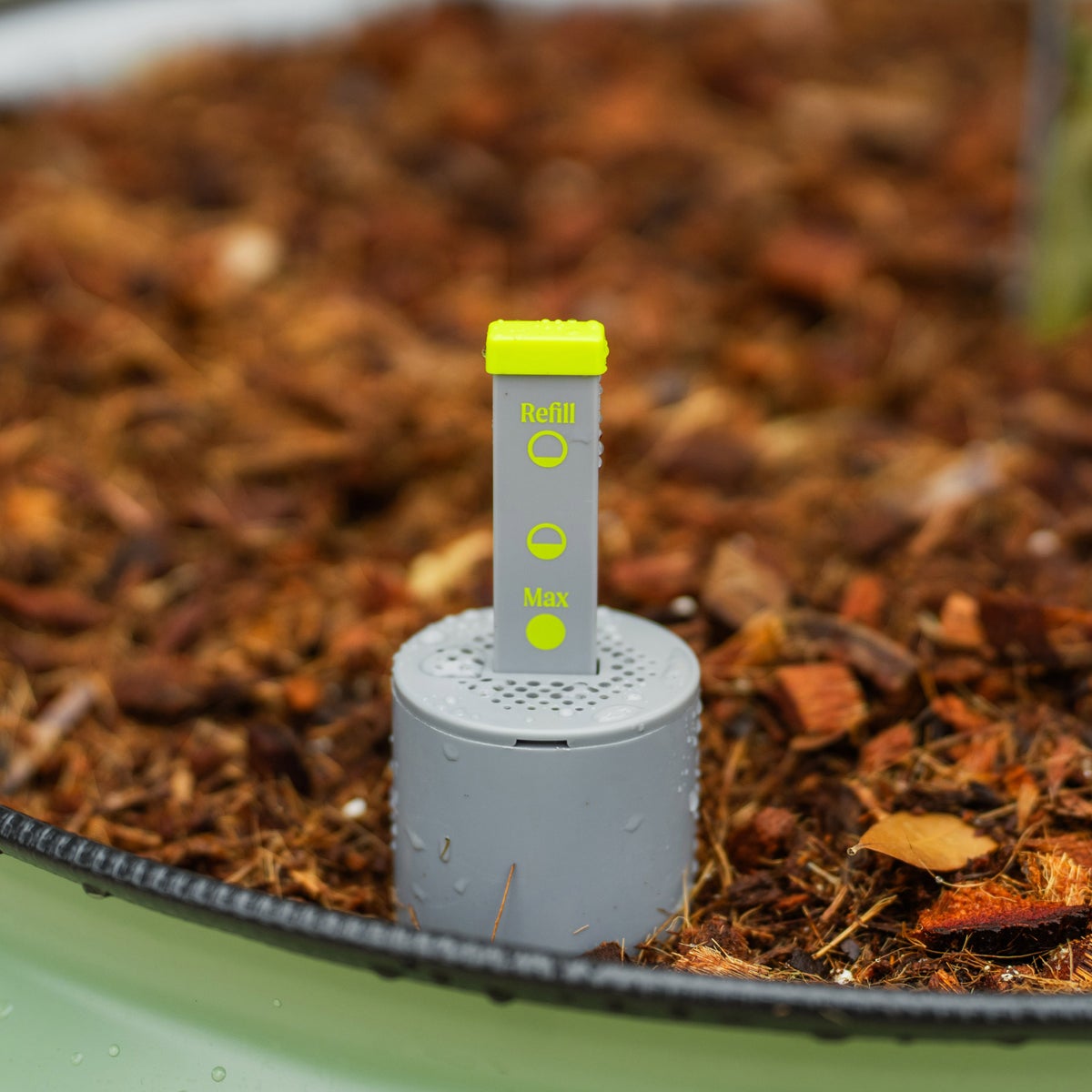 NEW - Vego Garden Self-Watering Rolling Citrus Tree Planter