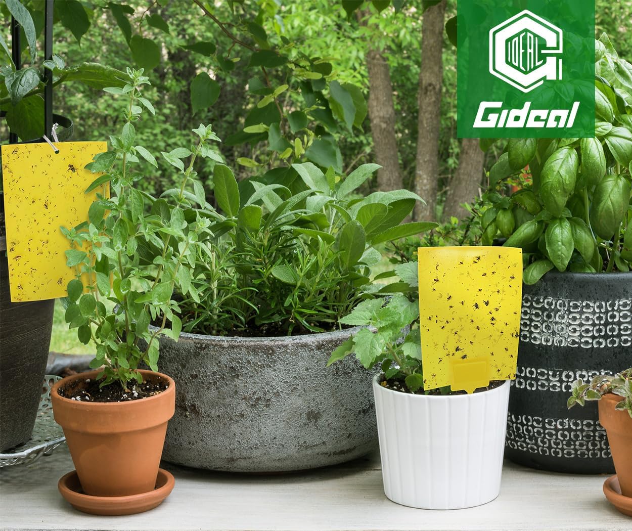 Gideal 50-Pack Dual-Sided Yellow Sticky Traps for Flying Plant Insect Fungus Gnats Whiteflies Aphids Leafminers Thrips (6x8 Inches, Included 50pcs Twist Ties)