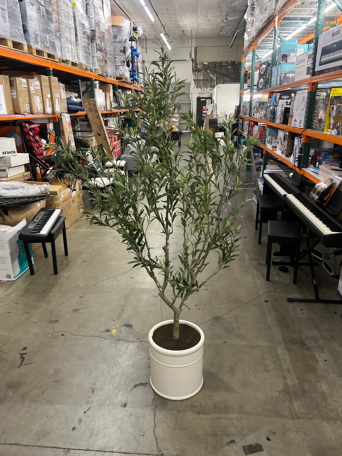6.5' OLIVE TREE - Retail $179