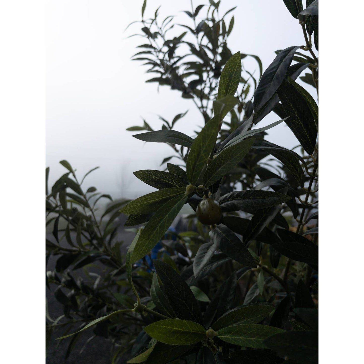 Like NEW - Costco - Faux 6.5' Olive Tree - Retail $179