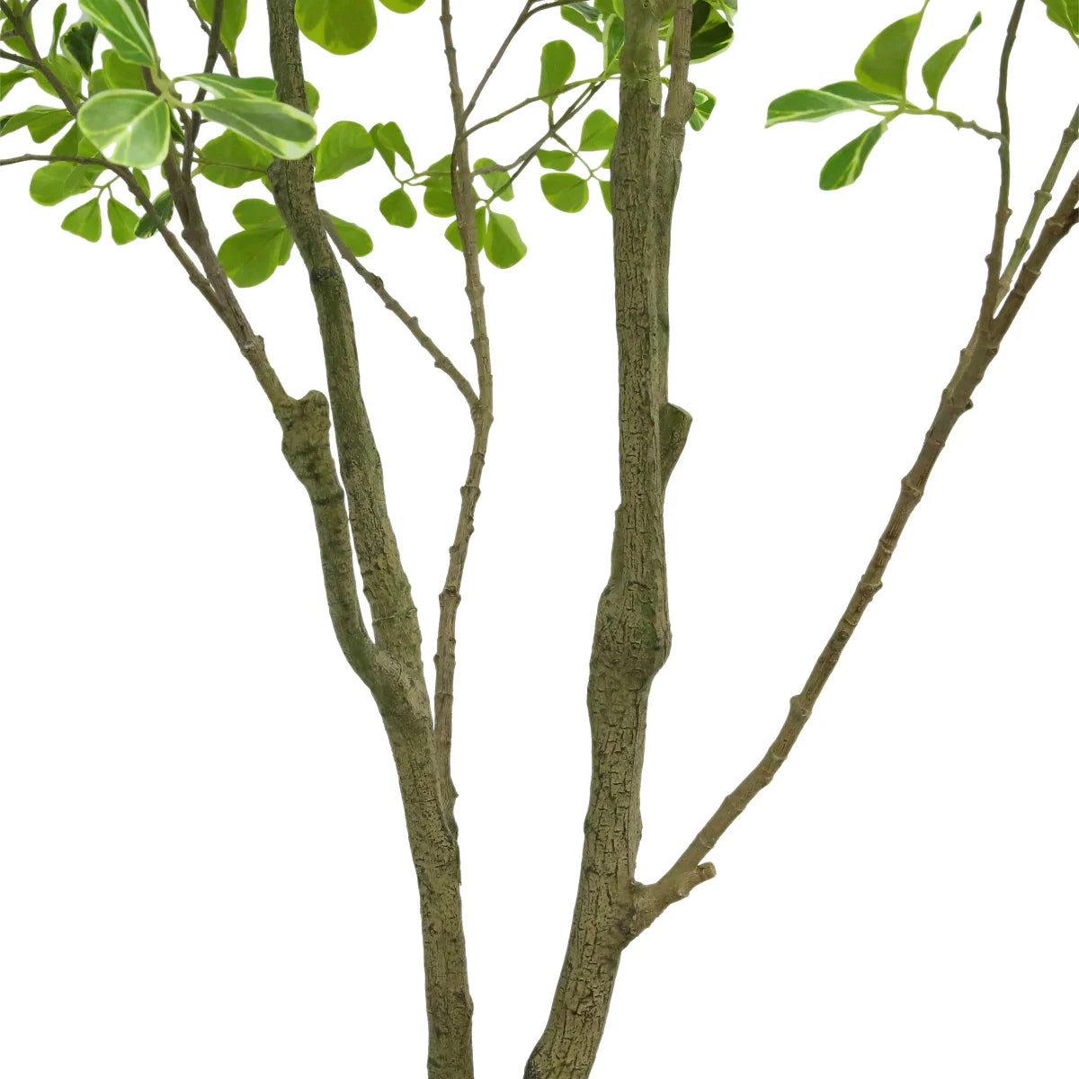 Faux 6.5 ft Ficus Tree