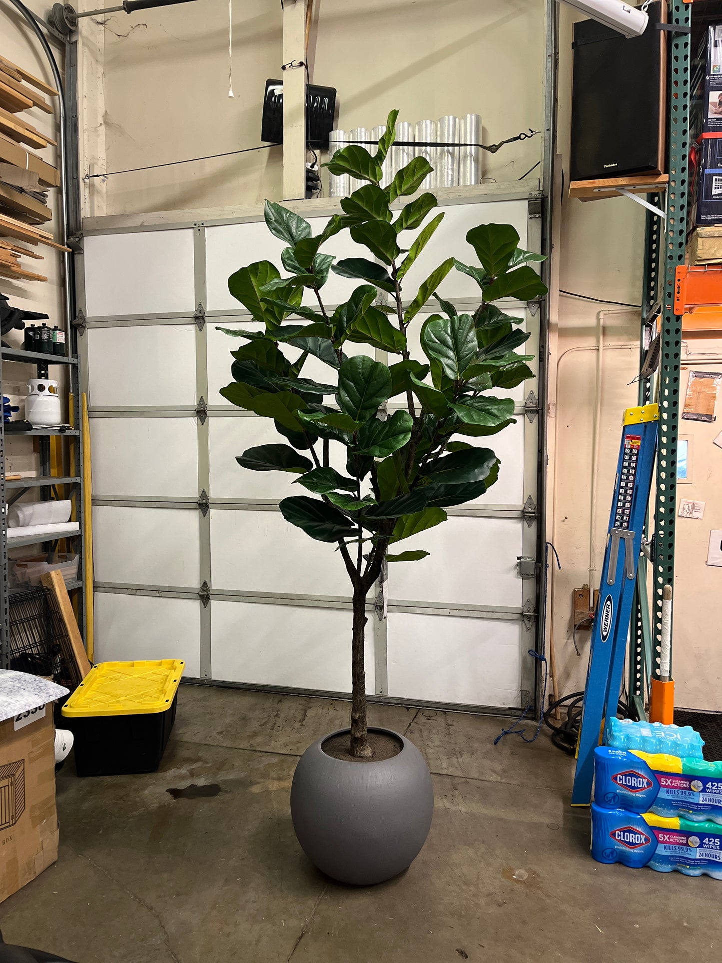 Costco - Artificial 3.05 m (10 ft.) Fiddle Leaf Fig Tree with Planter - Retail $379