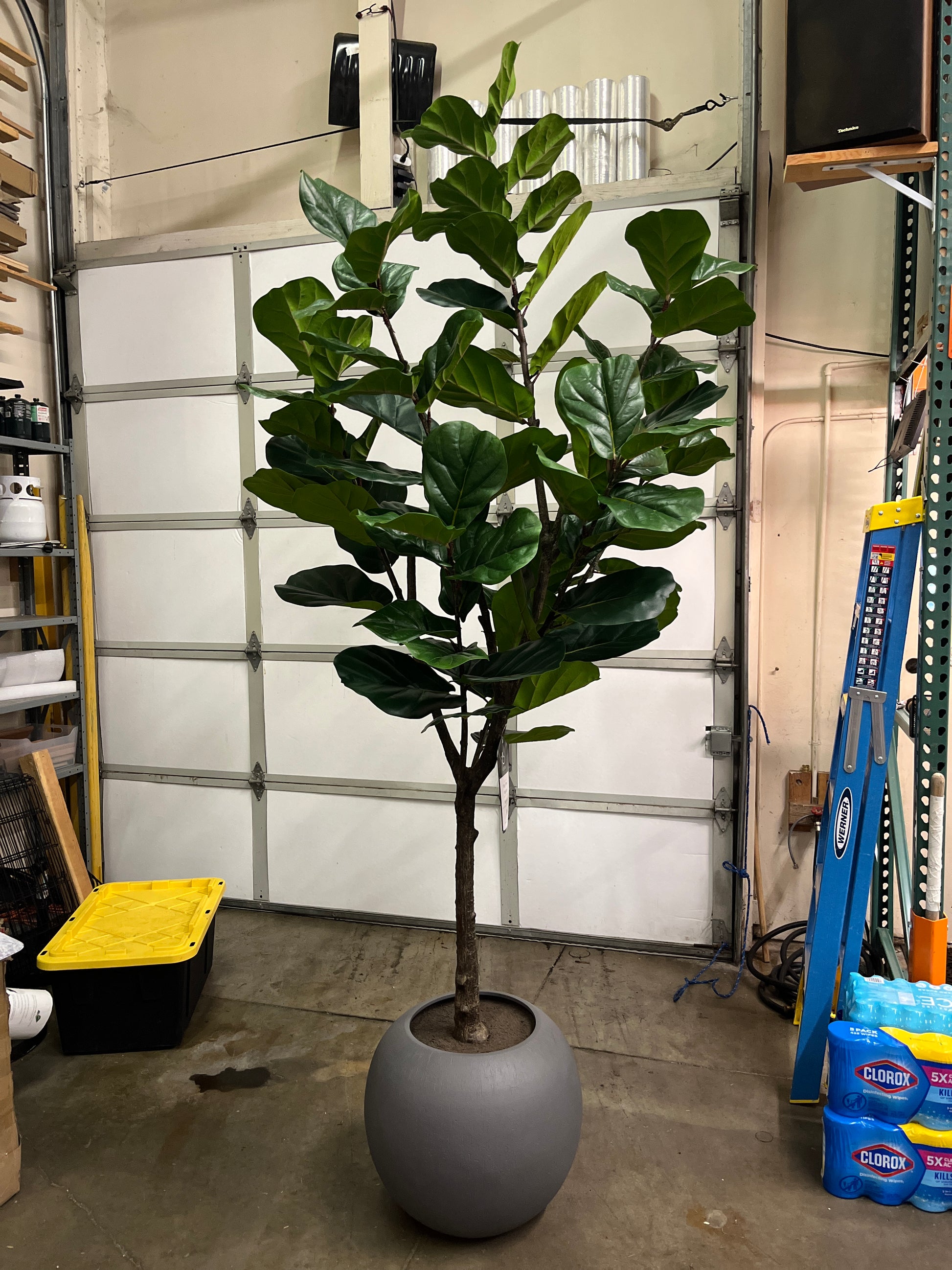 Costco - Artificial 3.05 m (10 ft.) Fiddle Leaf Fig Tree with Planter - Retail $379