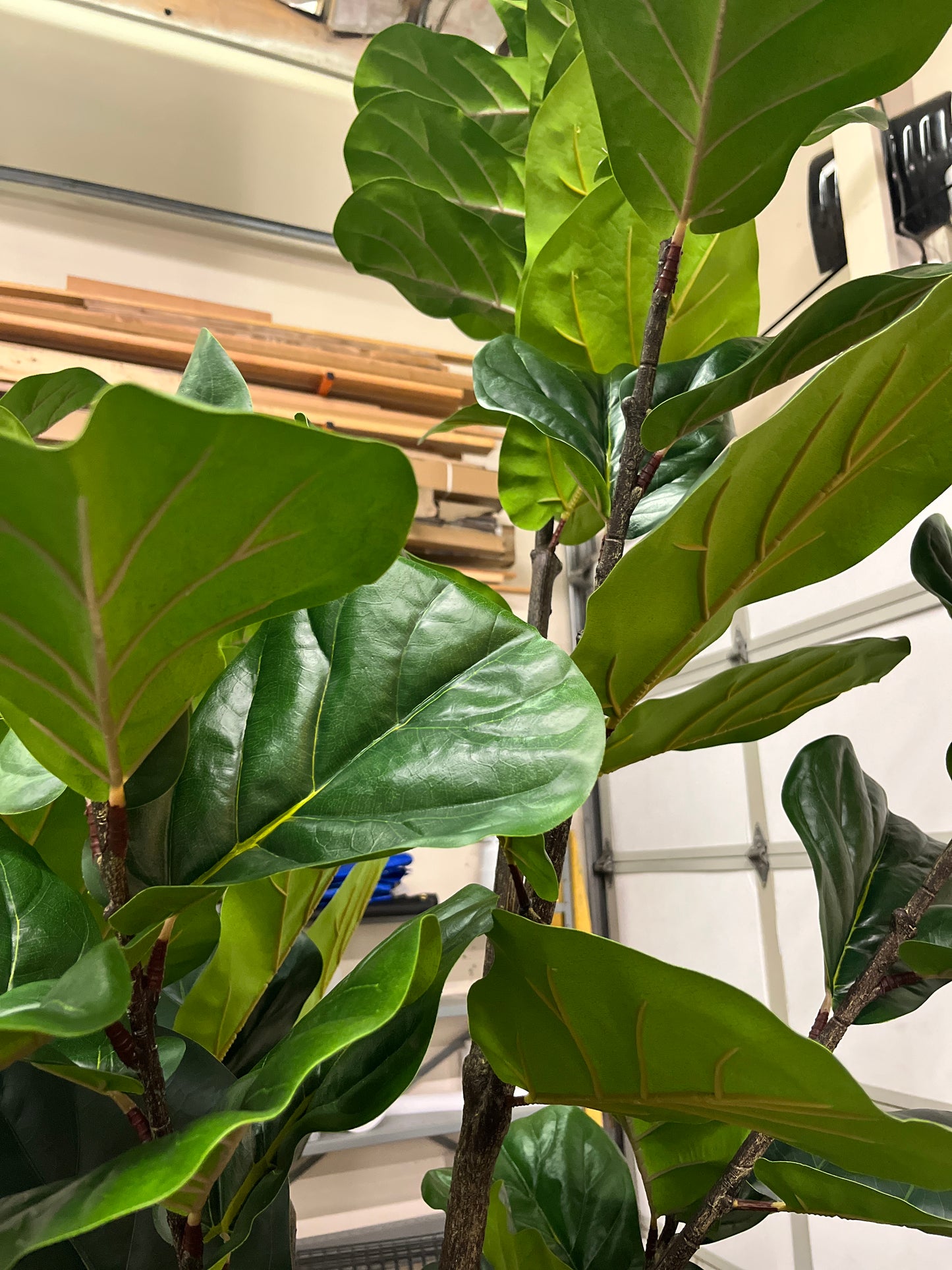Costco - Artificial 3.05 m (10 ft.) Fiddle Leaf Fig Tree with Planter - Retail $379