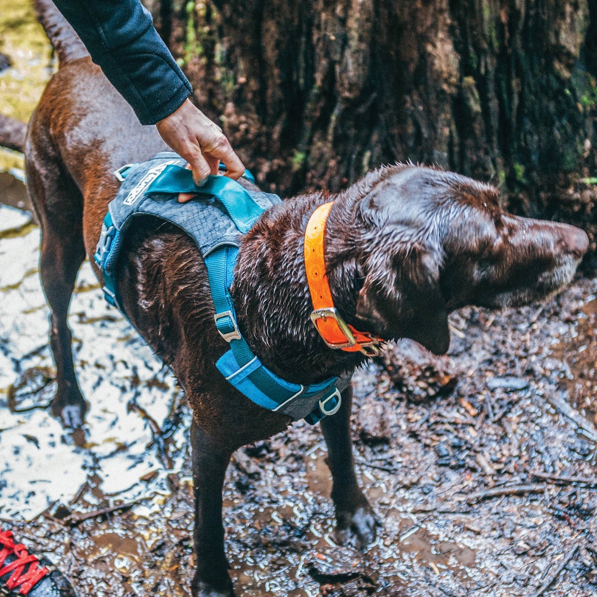 Kurgo Journey Air Harness and Quantum 6-in1 Leash Bundle, Small
