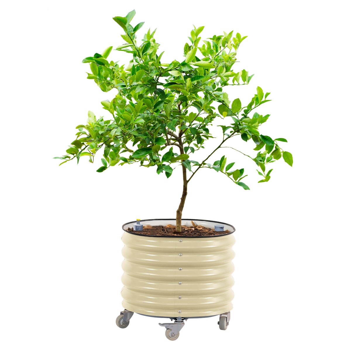 NEW - Vego Garden Self-Watering Rolling Citrus Tree Planter