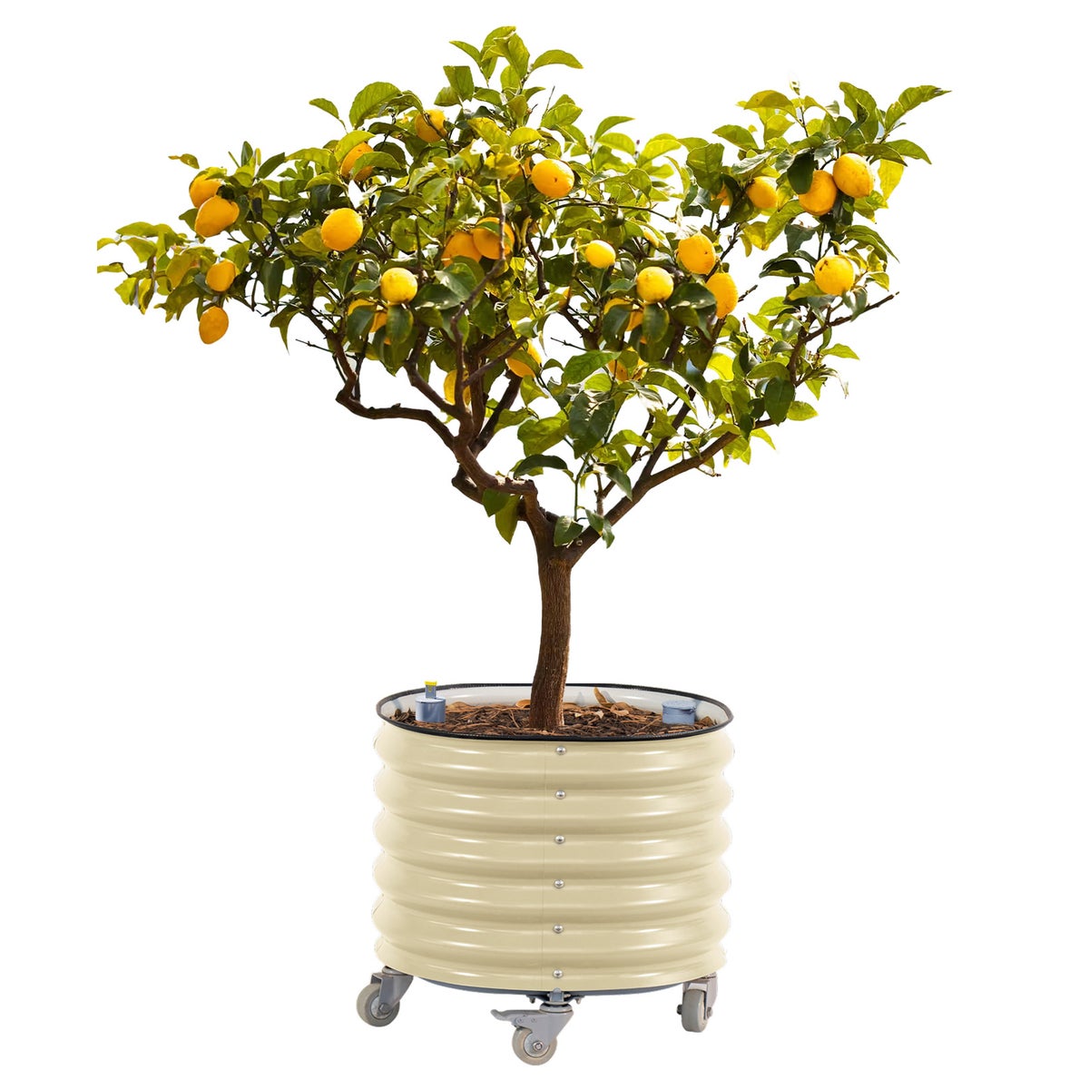 NEW - Vego Garden Self-Watering Rolling Citrus Tree Planter
