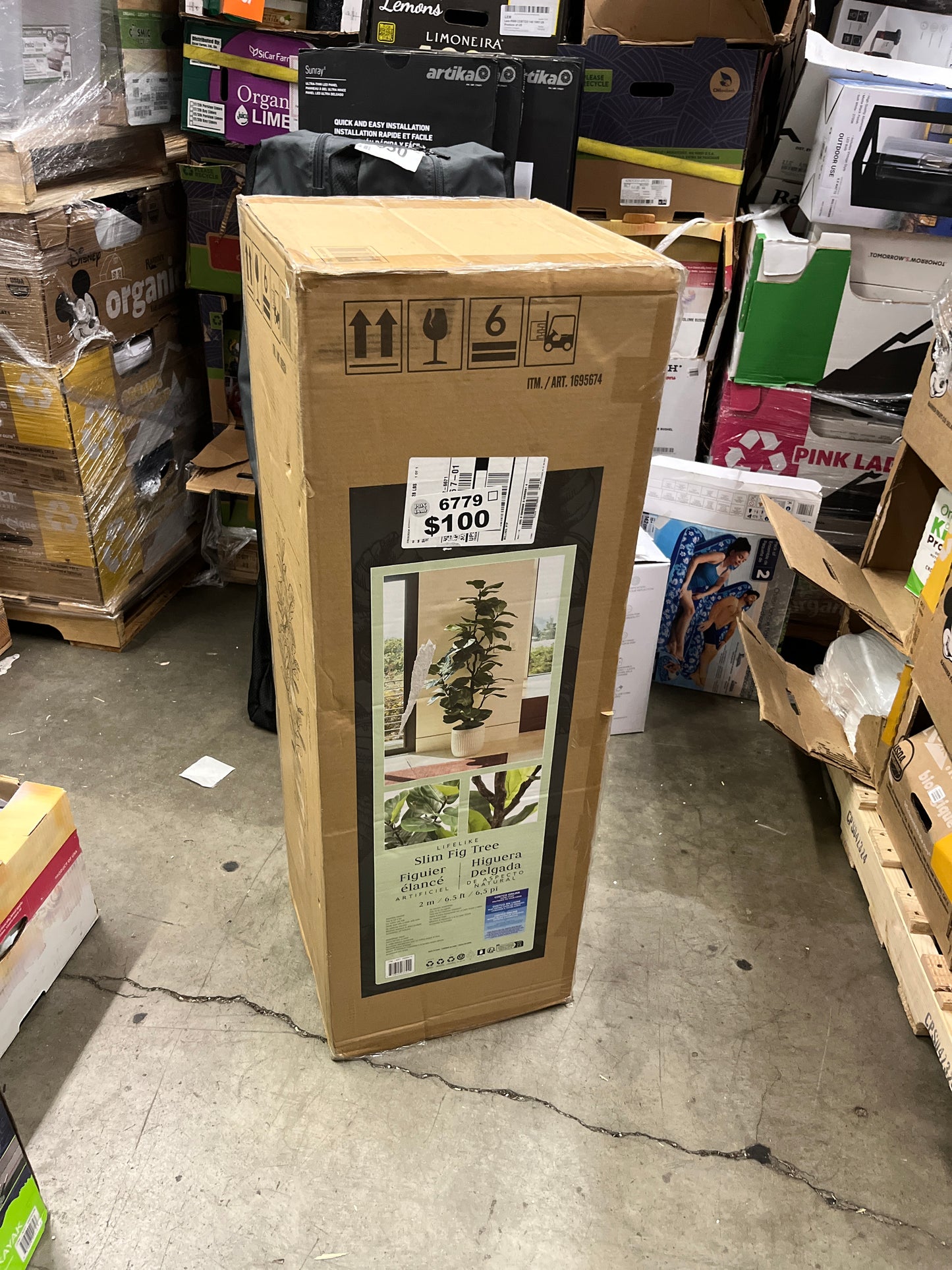 6.5' FIDDLE LEAF FIG TREE - Retail $179