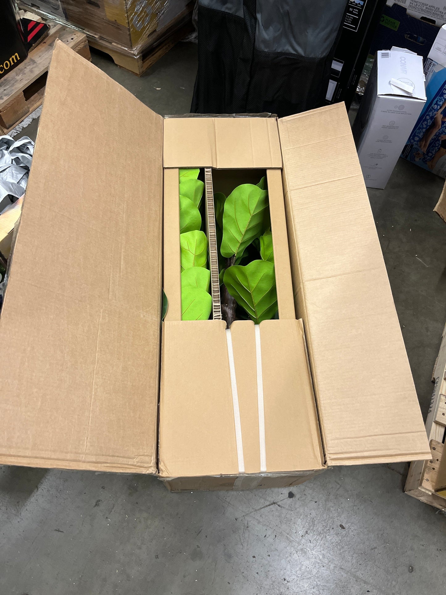 6.5' FIDDLE LEAF FIG TREE - Retail $179