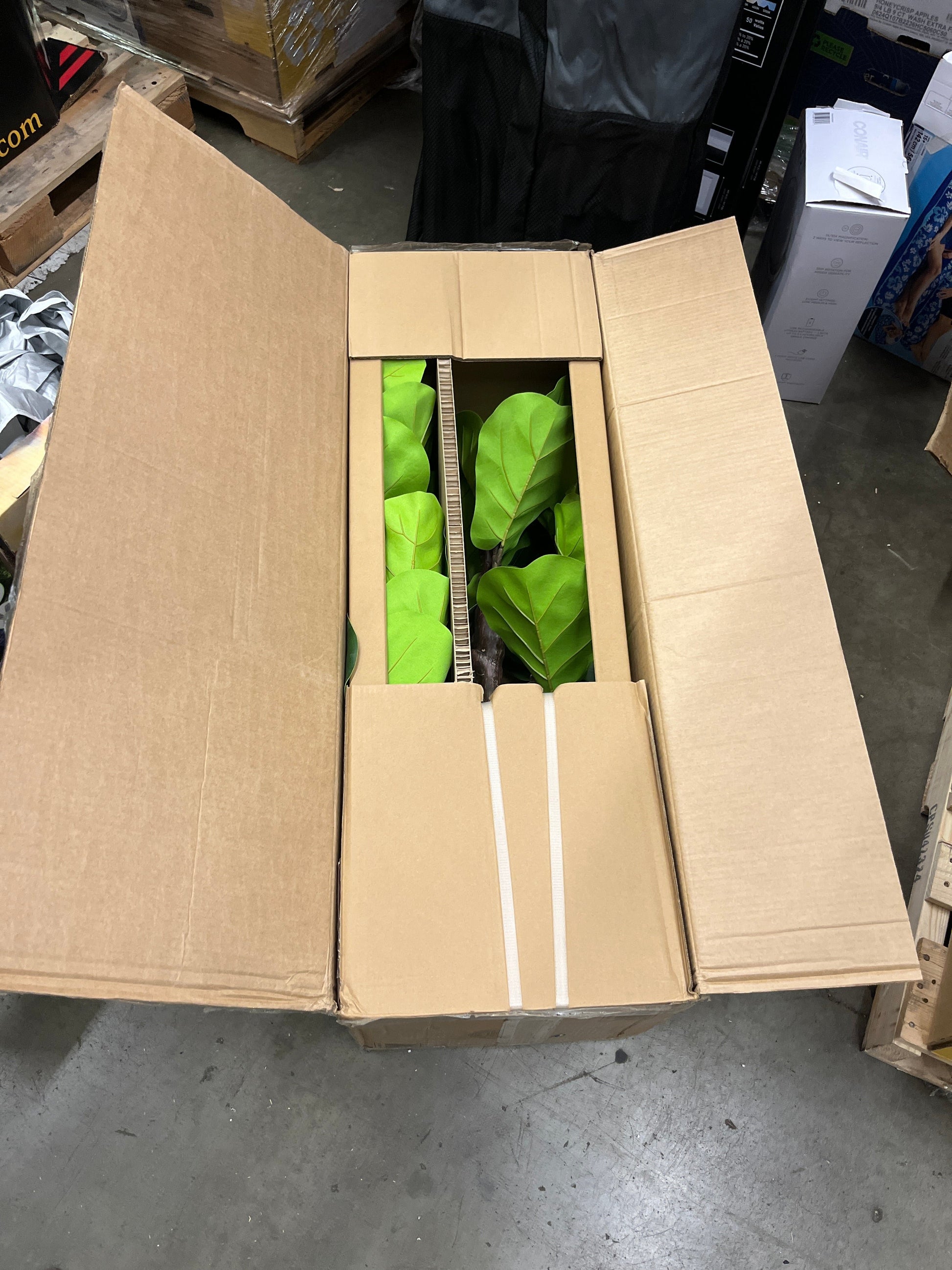 6.5' FIDDLE LEAF FIG TREE - Retail $179