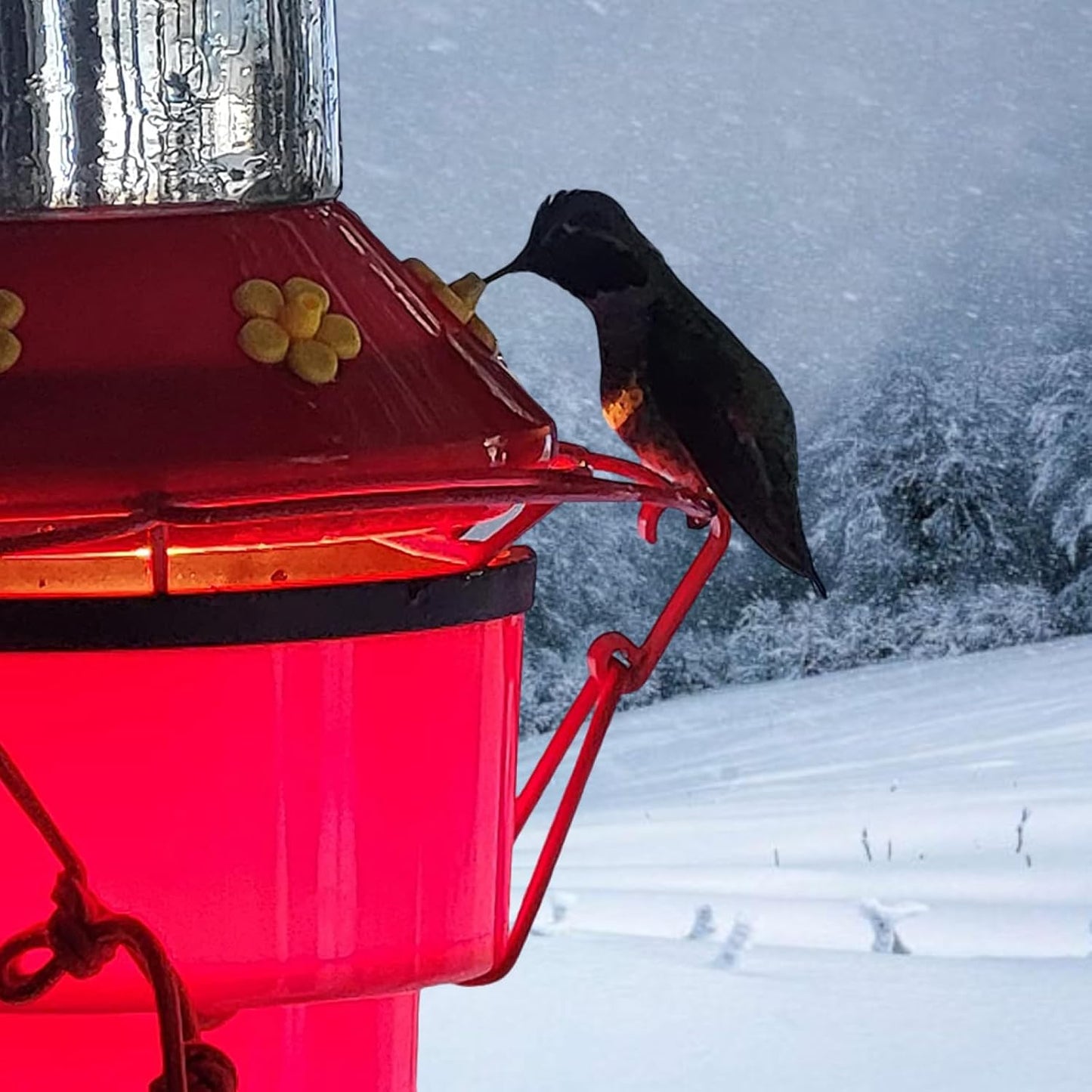 Hummingbird Feeder Heater for Outdoors, Bird Feeder Heater Backyard Hearth Hummingbird Feeder Heater Attaches to The Bottom of an Existing Feeder