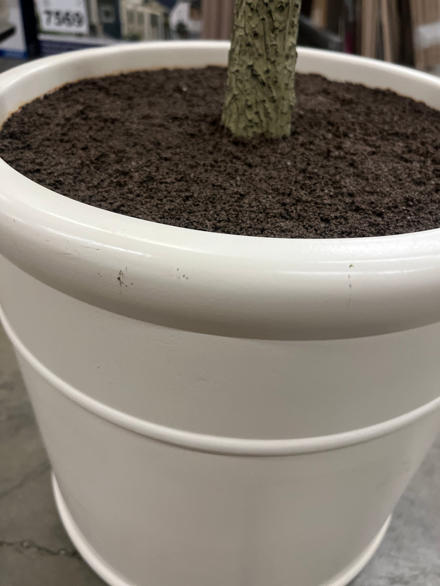 6.5' OLIVE TREE - Retail $179