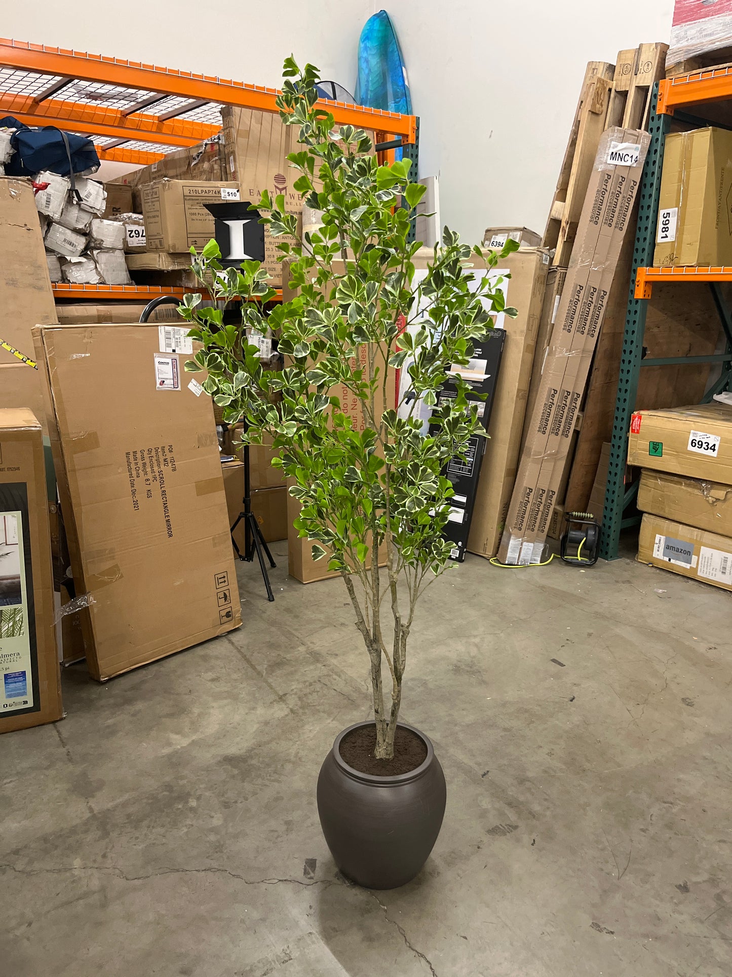 Faux 6.5 ft Ficus Tree