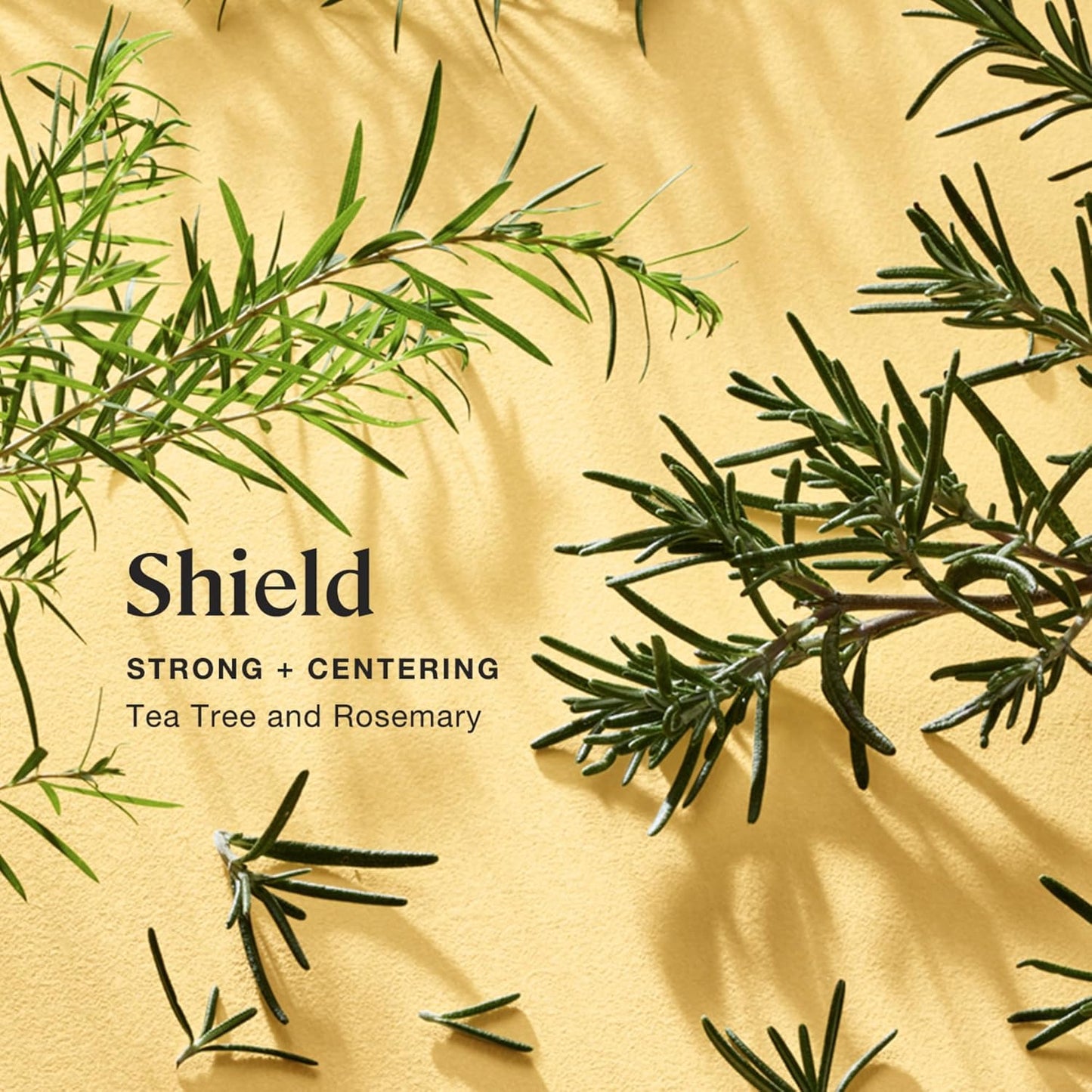 Sprig by Kohler Shield Aromatherapy Candle with Tea Tree and Rosemary, 100% Natural Soy-Coconut Wax, 8 oz