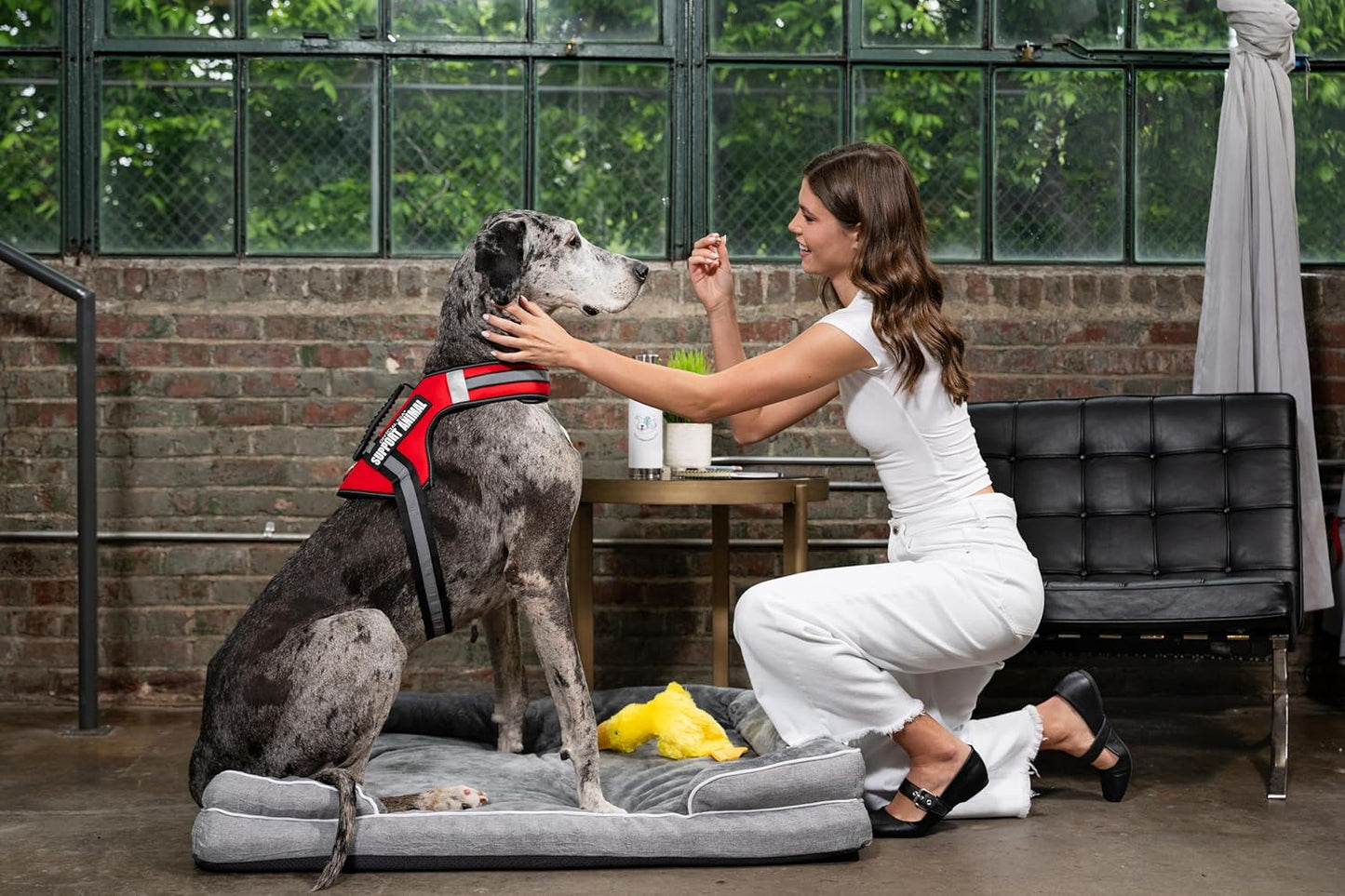 Support Pets Dog Harness: The Only Official ESA™ Vest for Easy Pet Recognition, Walk and Train All Dog Sizes, The Official PSD Highly Visible Harness, Adjustable, Soft and Padded (Large)