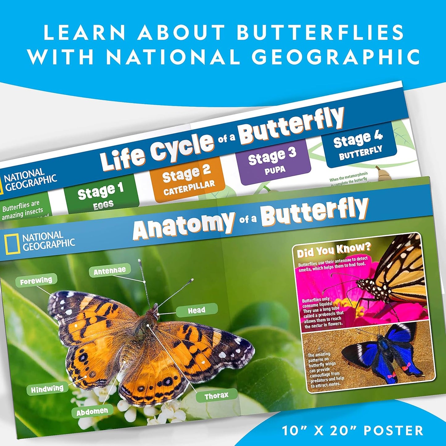 National Geographic Butterfly Growing Kit - Butterfly Habitat Kit with Voucher to Redeem 5 Caterpillars (S&H Not Included), Butterfly Cage, Feeder (Amazon Exclusive)
