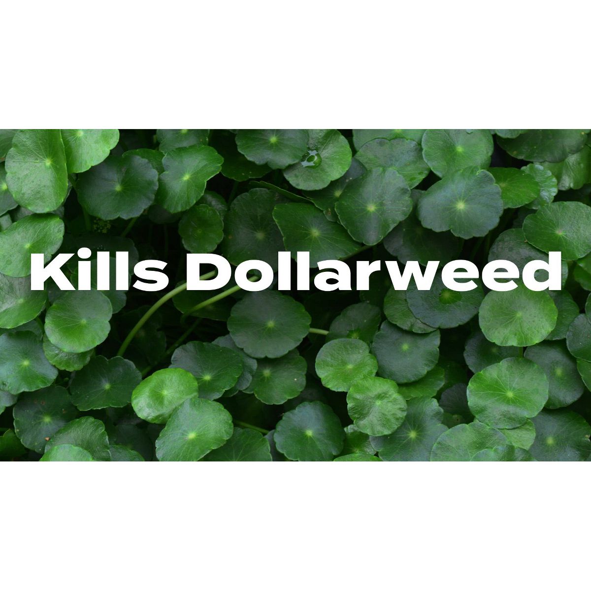Scotts 5000 sq ft Turf Builder Bonus Southern Weed and Feed Fertilizer: Thickens Lawns, Controls Weeds