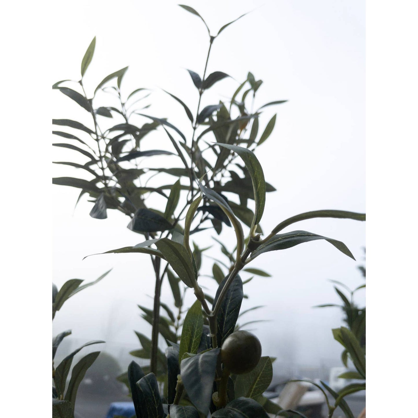 Like NEW - Costco - Faux 6.5' Olive Tree - Retail $179